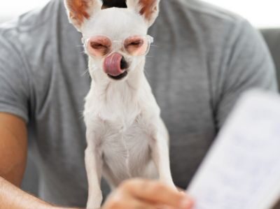 pet legal defense Pet Insurance - UEI