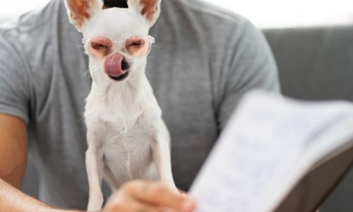 pet legal defense Pet Insurance - UEI