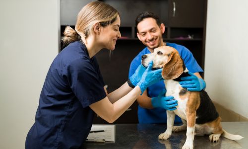 Free Veterinary visits Pet Insurance - UEI
