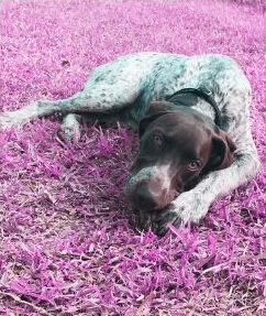 Dog insurance in Spain UEI